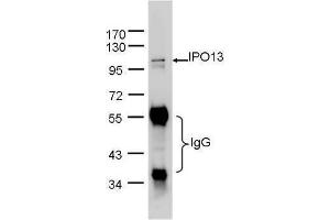 IP Image IPO13 was immunoprecipitated from 1mg of Hela whole cell lysate using 10 ug of anti-IPO13 antibody, The precipitated IPO13 was detected by antibody diluted at 1:1000.