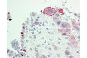 Anti-IGSF5 / JAM4 antibody IHC staining of human placenta. (IGSF5 anticorps  (AA 1-30))
