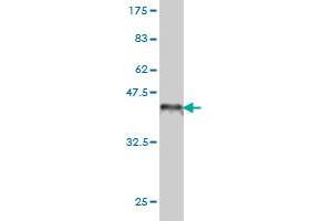 Western Blot detection against Immunogen (37.
