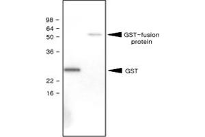 Western blot analysis of recombinant GST (28 kDa) and GST - fusion protein (61 kDa) were resolved by SDS - PAGE , transferred to PVDF membrane and probed with GST monoclonal antibody, clone 1E5 (1 : 1000)  . (GST anticorps)