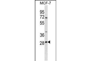 Western blot analysis in MCF-7 cell line lysates (35ug/lane). (SRPRB anticorps  (C-Term))