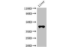 Western Blot Positive WB detected in: Mouse liver tissue All lanes: CCR3 antibody at 3 μg/mL Secondary Goat polyclonal to rabbit IgG at 1/50000 dilution predicted band size: 42, 44 kDa observed band size: 42 kDa