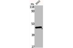 Western Blot analysis of K562 cells using DHS Polyclonal Antibody (DHPS anticorps  (Internal Region))