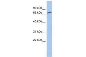 Image no. 1 for anti-Protein Disulfide Isomerase Family A, Member 4 (PDIA4) (AA 35-84) antibody (ABIN6743425) (PDIA4 anticorps  (AA 35-84))