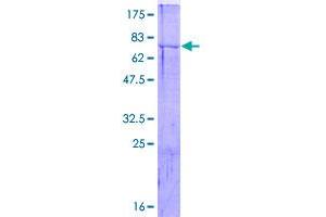 SDS-PAGE (SDS) image for Cell Division Cycle 20 Homolog (S. Cerevisiae) (CDC20) (AA 1-499) protein (GST tag) (ABIN1776560)