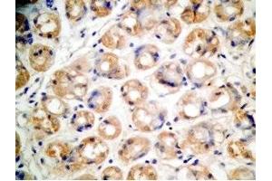 Human stomach tissue was stained by Rabbit Anti-Xenin 25 (Human) Antibody (Xenin 25 anticorps)
