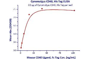 Measured by its binding ability in a functional ELISA. (CD40 Protein (CD40) (AA 21-193) (His tag))