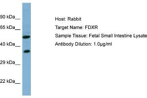 Host: RabbitTarget Name: FDXRAntibody Dilution: 1.