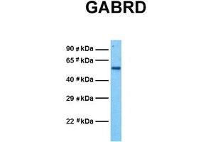 Host:  Rabbit  Target Name:  GABRD  Sample Tissue:  Human Fetal Kidney  Antibody Dilution:  1.