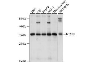 Western blot analysis of extracts of various cell lines, using NTAN1 antibody. (NTAN1 anticorps)