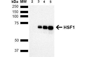 Western Blot analysis of Human Breast adenocarcinoma cell line (MCF7) showing detection of ~65 kDa HSF1 protein using Rat Anti-HSF1 Monoclonal Antibody, Clone 10H8 (ABIN2484632). (HSF1 anticorps  (AA 378-395) (PE))