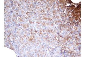 Image no. 1 for anti-Proteasome Subunit alpha 2 (PSMA2) (AA 50-234) antibody (ABIN1491566)