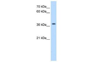 TMEM30A antibody used at 0. (TMEM30A anticorps  (N-Term))