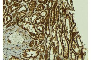 ABIN6267123 at 1/100 staining Mouse kidney tissue by IHC-P. (ErbB2/Her2 anticorps  (pTyr1221, pTyr1222))