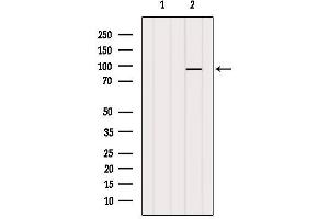 Western blot analysis of extracts from VERO, using MGH1/2 Antibody. (MGH1/2 anticorps)