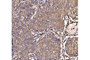 IHC analysis of SCRN1 using anti-SCRN1 antibody (ABIN7602923). (Secernin 1 anticorps  (C-Term))