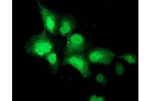 Immunofluorescence (IF) image for anti-Sialidase 2 (Cytosolic Sialidase) (NEU2) antibody (ABIN1499692) (NEU2 anticorps)