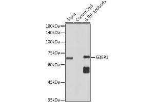 Immunoprecipitation analysis of 300 μg extracts of HeLa cells using 3 μg G3BP11 antibody (ABIN1683144, ABIN7101598, ABIN7101599 and ABIN7101600).
