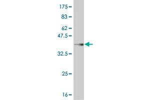 Western Blot detection against Immunogen (35. (MEOX1 anticorps  (AA 165-252))