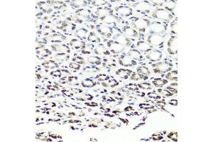 Immunohistochemistry of paraffin-embedded mouse stomach using NUMA1 antibody. (NUMA1 anticorps)
