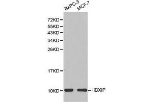 Western blot analysis of extracts of BxPC-3 and MCF-7 cells, using HBXIP(LAMTOR5) antibody. (HBXIP anticorps)