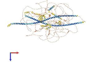 AlphaFold protein structure predicition of Human Recombinant SYNM Protein, UniprotID O15061