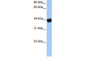 WB Suggested Anti-SSBP4 Antibody Titration:  0. (SSBP4 anticorps  (N-Term))