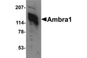 Western Blotting (WB) image for anti-Autophagy/beclin-1 Regulator 1 (AMBRA1) (C-Term) antibody (ABIN1030234) (AMBRA1 anticorps  (C-Term))