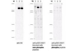 Western blot of anti-pS83 ASK1 antibodies shows specificity for phosphorylated human ASK1. (ASK1 anticorps  (pSer83))