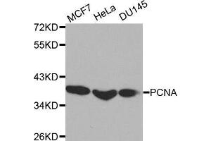 Western blot analysis of extracts of various cell lines, using PCNA antibody. (PCNA anticorps  (AA 1-261))