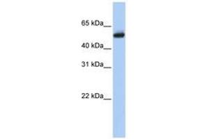 Image no. 1 for anti-Cytochrome P450, Family 4, Subfamily B, Polypeptide 1 (CYP4B1) (AA 72-121) antibody (ABIN6740739)