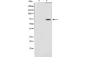 Western blot analysis on 3T3 cell lysate using Collagen XIIIalpha 1 Antibody,The lane on the left is treated with the antigen-specific peptide. (COL13A1 anticorps  (C-Term))