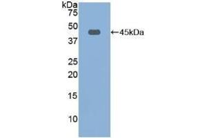 Detection of Recombinant FBLN1, Rat using Polyclonal Antibody to Fibulin 1 (FBLN1) (Fibulin 1 anticorps  (AA 127-243))