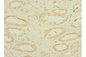 Immunohistochemistry of paraffin-embedded human kidney tissue using ABIN7166580 at dilution of 1:100 (SLC36A2 anticorps  (AA 1-58))