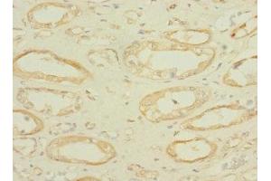 Immunohistochemistry of paraffin-embedded human kidney tissue using ABIN7166580 at dilution of 1:100