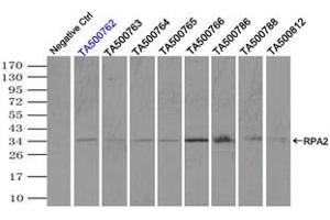 Image no. 5 for anti-Replication Protein A2, 32kDa (RPA2) antibody (ABIN1500738) (RPA2 anticorps)