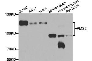 Western blot analysis of extracts of various cell lines, using PMS2 antibody (ABIN5974175) at 1/1000 dilution. (PMS2 anticorps)