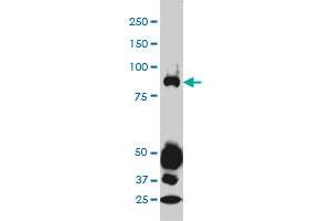 STAT4 monoclonal antibody (M01), clone 1C2-1C12 Western Blot analysis of STAT4 expression in A-549 .