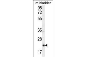 Western blot analysis in mouse bladder tissue lysates (35ug/lane). (ASCL2 anticorps  (N-Term))