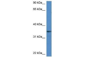 Western Blot showing Dhrs3 antibody used at a concentration of 1. (DHRS3 anticorps  (Middle Region))