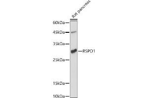 Western blot analysis of extracts of Rat pancreas, using RSPO1 antibody (ABIN6132958, ABIN6147279, ABIN6147280 and ABIN6224304) at 1:1000 dilution. (RSPO1 anticorps  (AA 21-263))