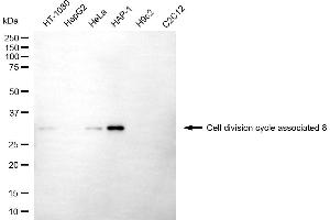 Western blotting analysis using cell division cycle associated 8 antibody (ABIN7798020). (CDCA8 anticorps)