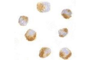 Immunocytochemistry of AES in 293 cells with AES antibody at 10 μg/ml. (AES anticorps  (N-Term))