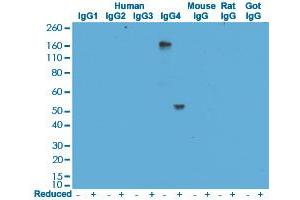 Western blot analysis of human, mouse, rat, and goat IgG using Human IgG4 monoclonal antibody, clone RM120  under 0. (Lapin anti-Humain Immunoglobulin Heavy Constant gamma 4 (G4m Marker) (IGHG4) Anticorps)