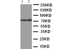 Anti-ABCG4 antibody, Western blotting Lane 1: Rat Brain Tissue Lysate Lane 2: Mouse Brain Tissue Lysate