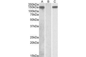 Western Blotting (WB) image for anti-NLR Family, Pyrin Domain Containing 2 (NLRP2) (C-Term) antibody (ABIN2464465) (NLRP2 anticorps  (C-Term))
