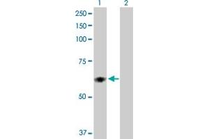 Western Blot analysis of PDIA5 expression in transfected 293T cell line by PDIA5 MaxPab polyclonal antibody. (PDIA5 anticorps  (AA 1-519))