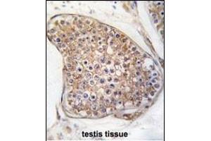 Formalin-fixed and paraffin-embedded human testis tissue reacted with TEK Antibody (C-term) (ABIN392059 and ABIN2841824) , which was peroxidase-conjugated to the secondary antibody, followed by DAB staining.