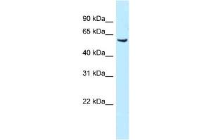 WB Suggested Anti-Meis1 Antibody Titration: 1. (MEIS1 anticorps  (N-Term))