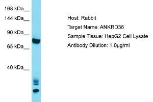 Host: Rabbit Target Name: ANKRD36 Sample Tissue: Human HepG2 Whole Cell Antibody Dilution: 1ug/ml (ANKRD36 anticorps  (C-Term))